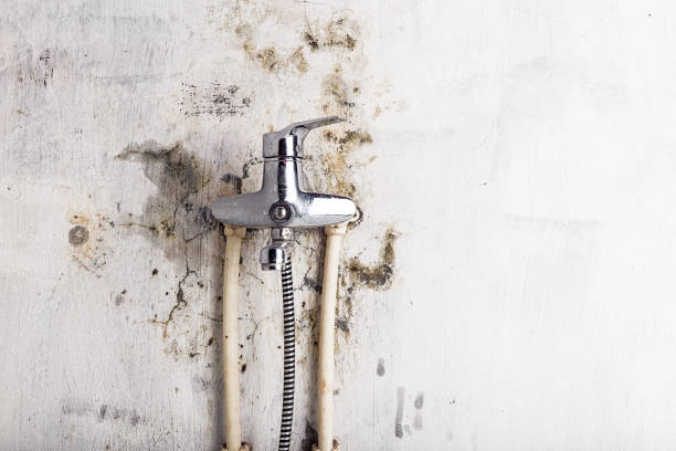 Best Toxic Mold Removal  in Oxford, IN
