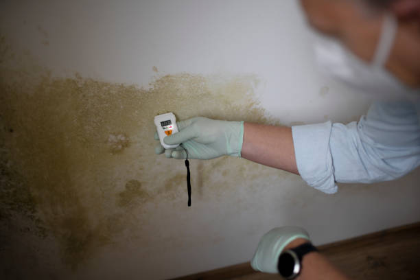 Mold Removal and Inspection in Oxford, IN