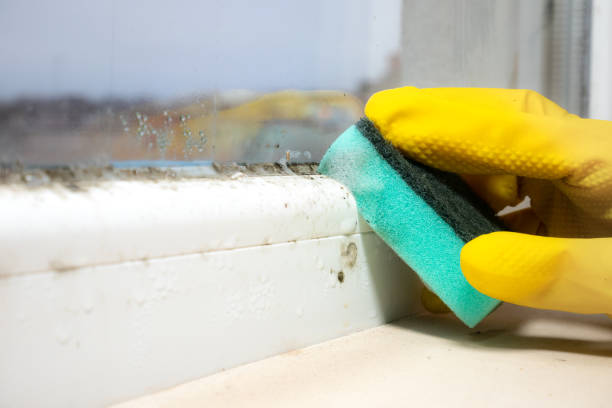 Attic Mold Removal in Oxford, IN