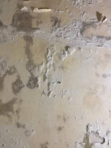 Best Office Mold Removal Services  in Oxford, IN