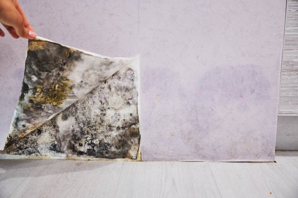 Best Mold Cleaning Services  in Oxford, IN
